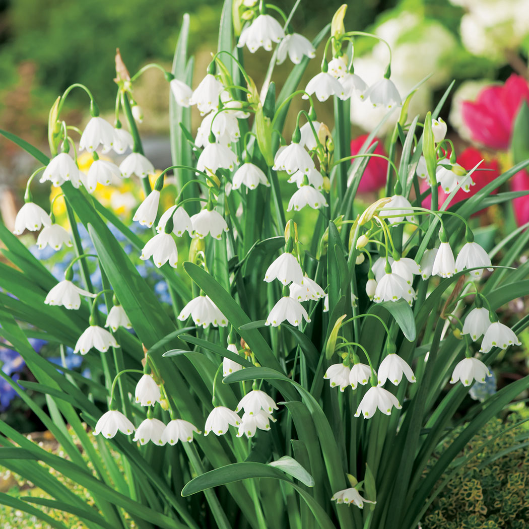 White Rich Aroma Snow Flake Flower Seeds for Planting