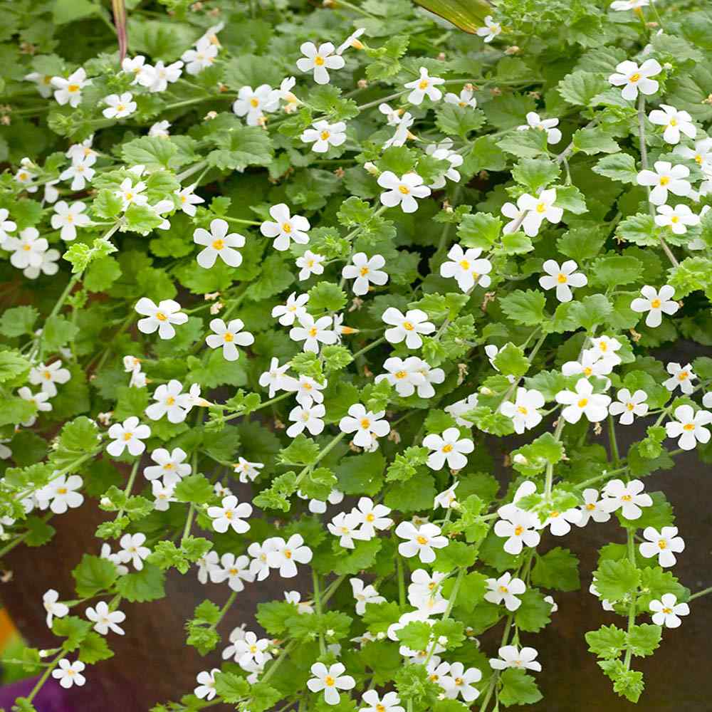 Bacopa Snowtopia White Bloom Seeds