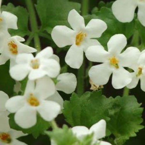 Bacopa Snowtopia White Bloom Seeds