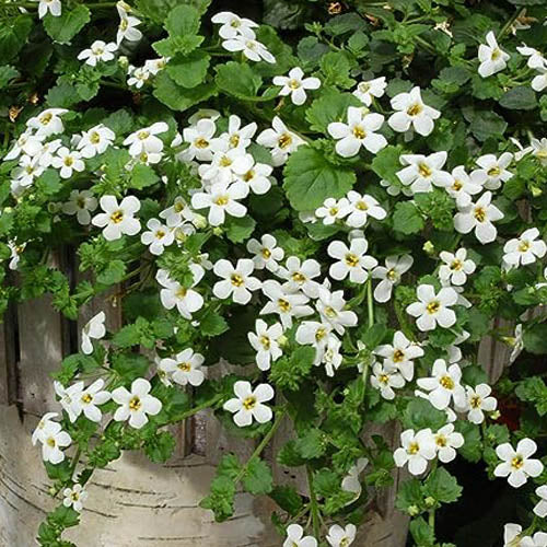 Bacopa Snowtopia White Bloom Seeds