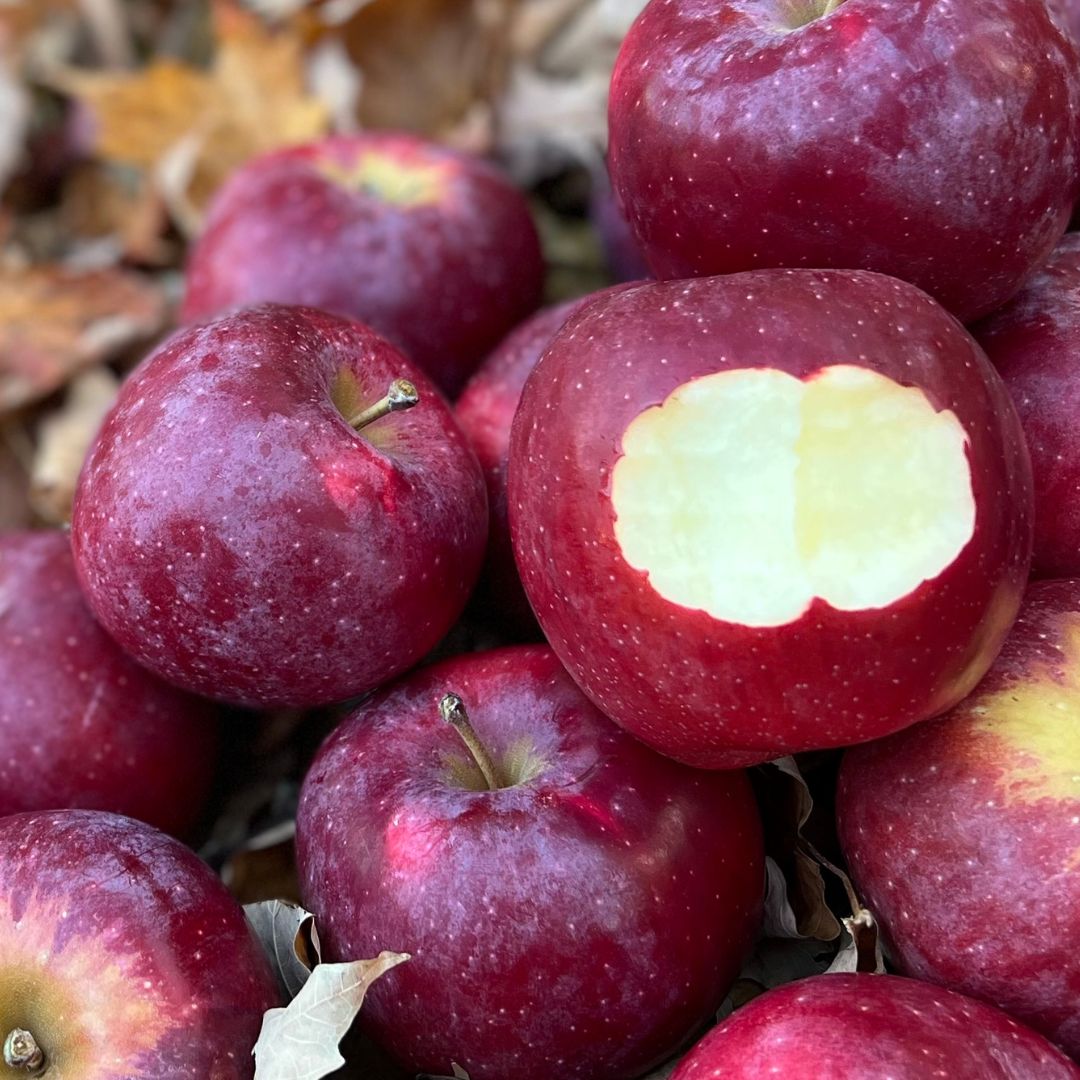 Querina Apple Seeds