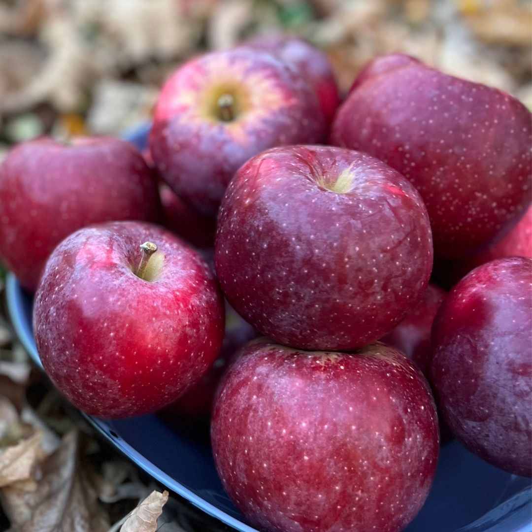 Querina Apple Seeds