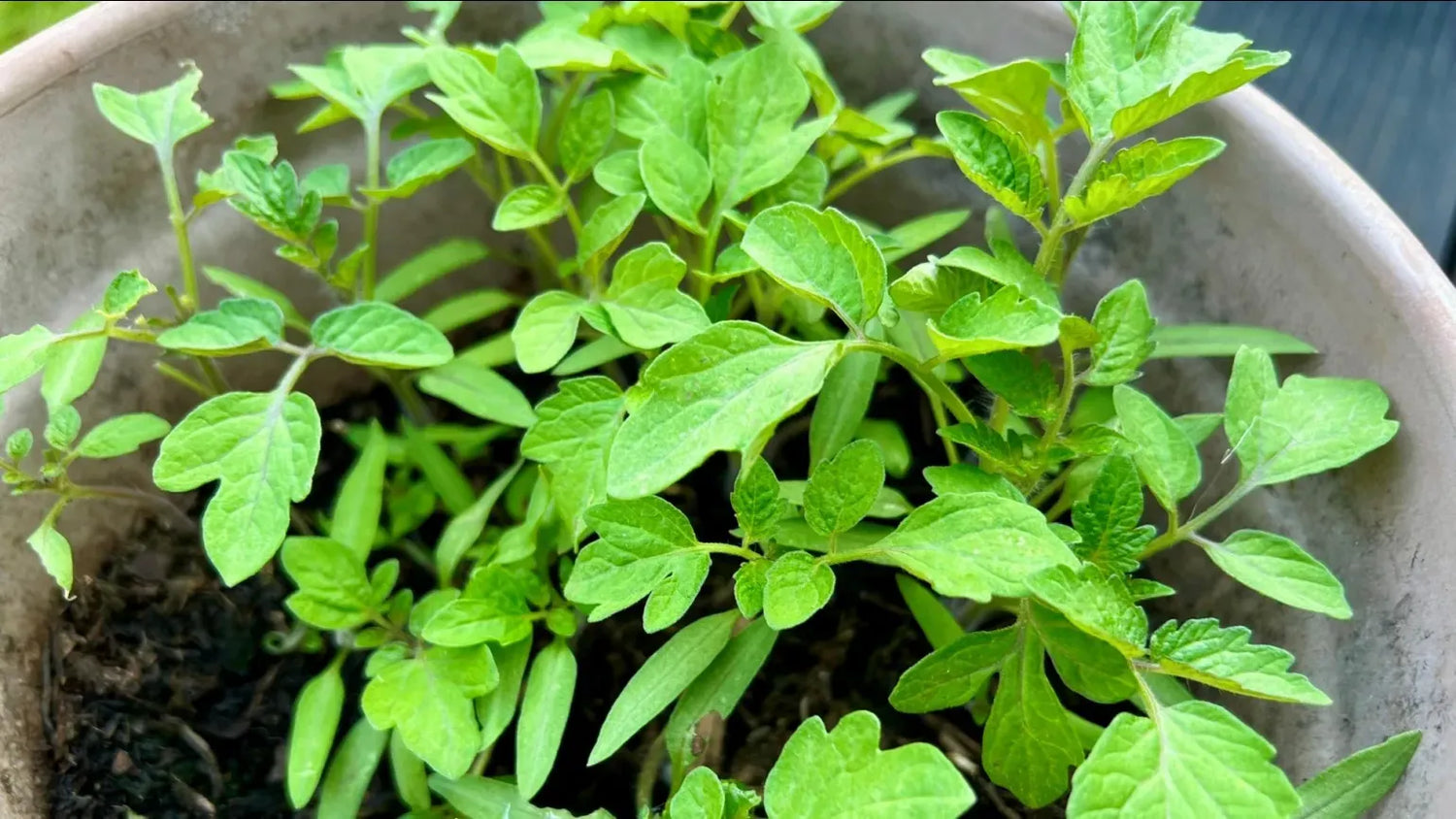 Topepo Rosso Pepper Seeds Imported Italian Heirloom Sweet Red Fruit for Garden Planting