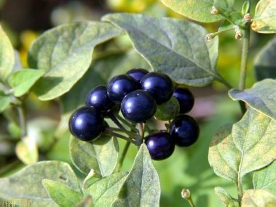 solanum nigrum huckleberry seeds for garden planting