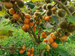 Solanum quitoense seeds for outdoor cultivation
