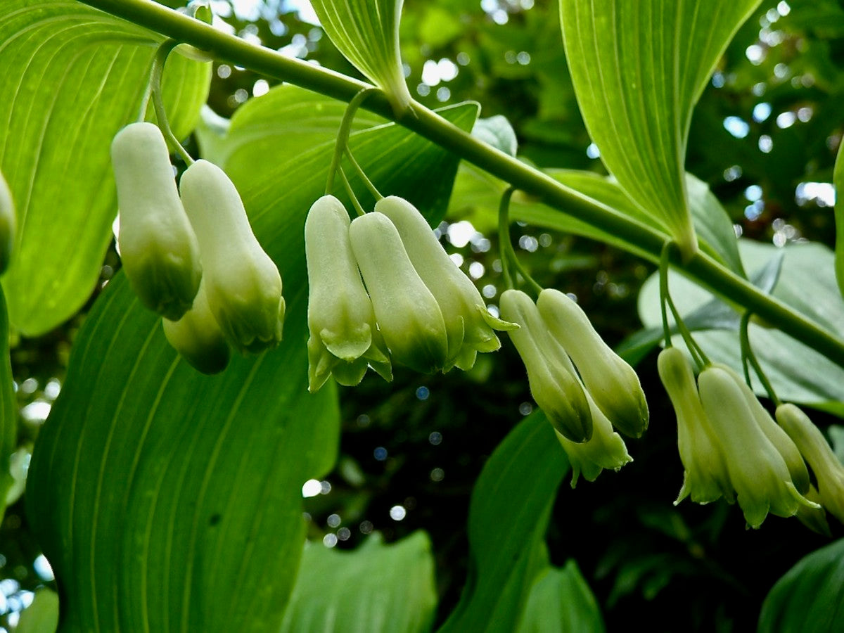 Green Polygonatum (Solomon’s Seal) Plant Seeds for Planting-Garden Elegance – Fresh Herb for Your Garden