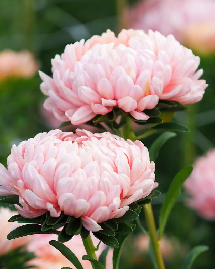 Aster Callistephus chinensis Chrysanthemum Flowering Seeds For Planting in seasonal garden beds