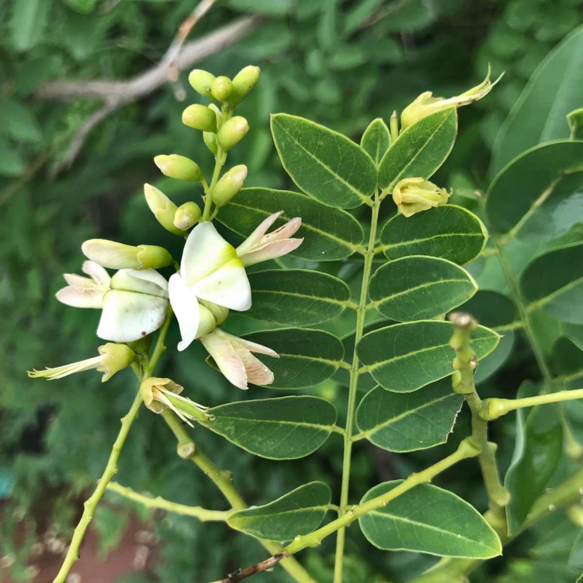 Japanese Pagoda Tree Seeds