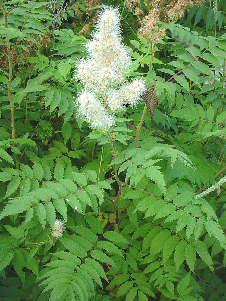 Sorbaria Sorbifolia Seeds