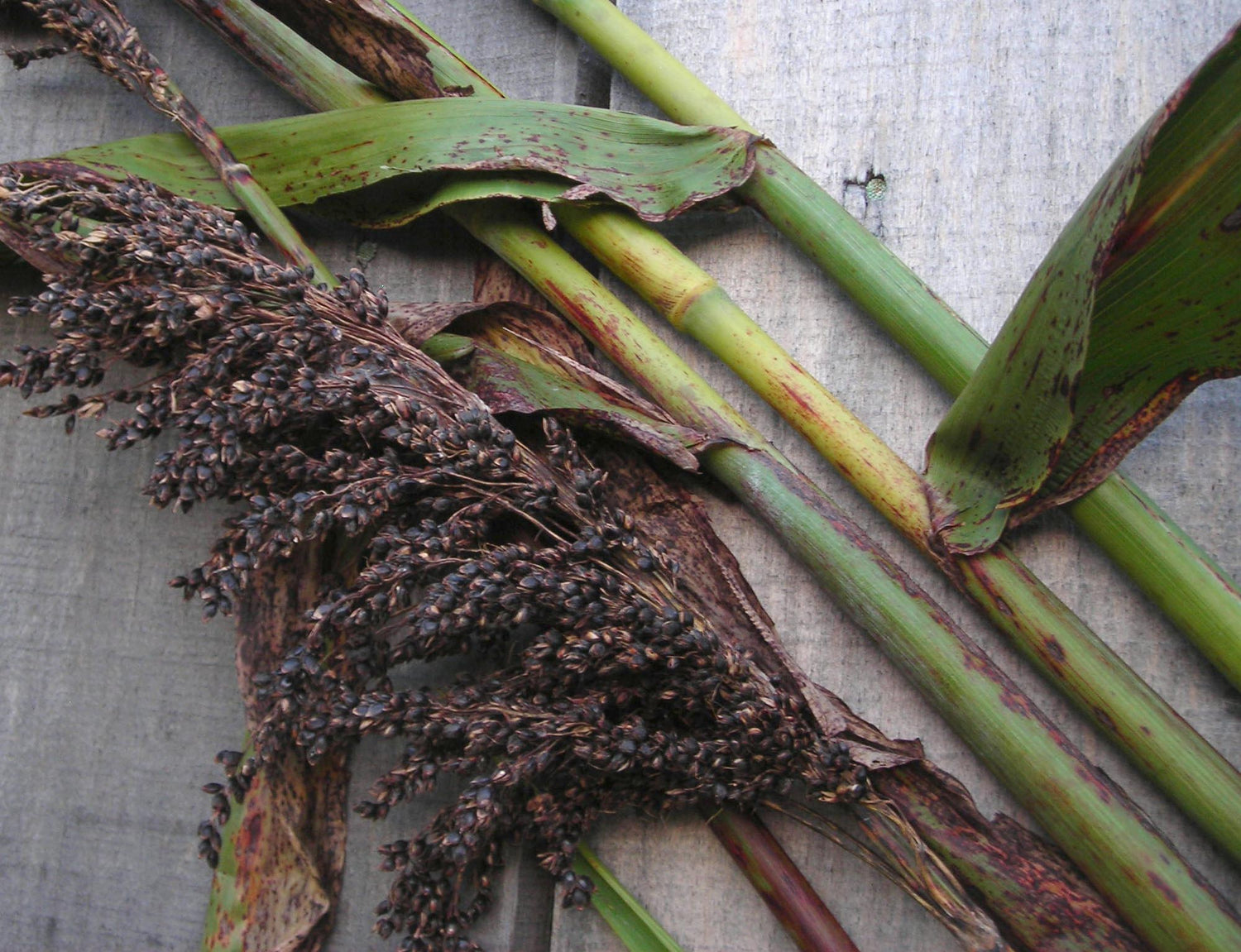Black Amber Sorghum Seeds-Heirloom & Non-GMO Seeds for planting – Fresh Herb for Your Garden