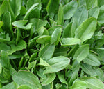 Sorrel herb seeds producing nutrient-rich lemon-flavored leafy greens
