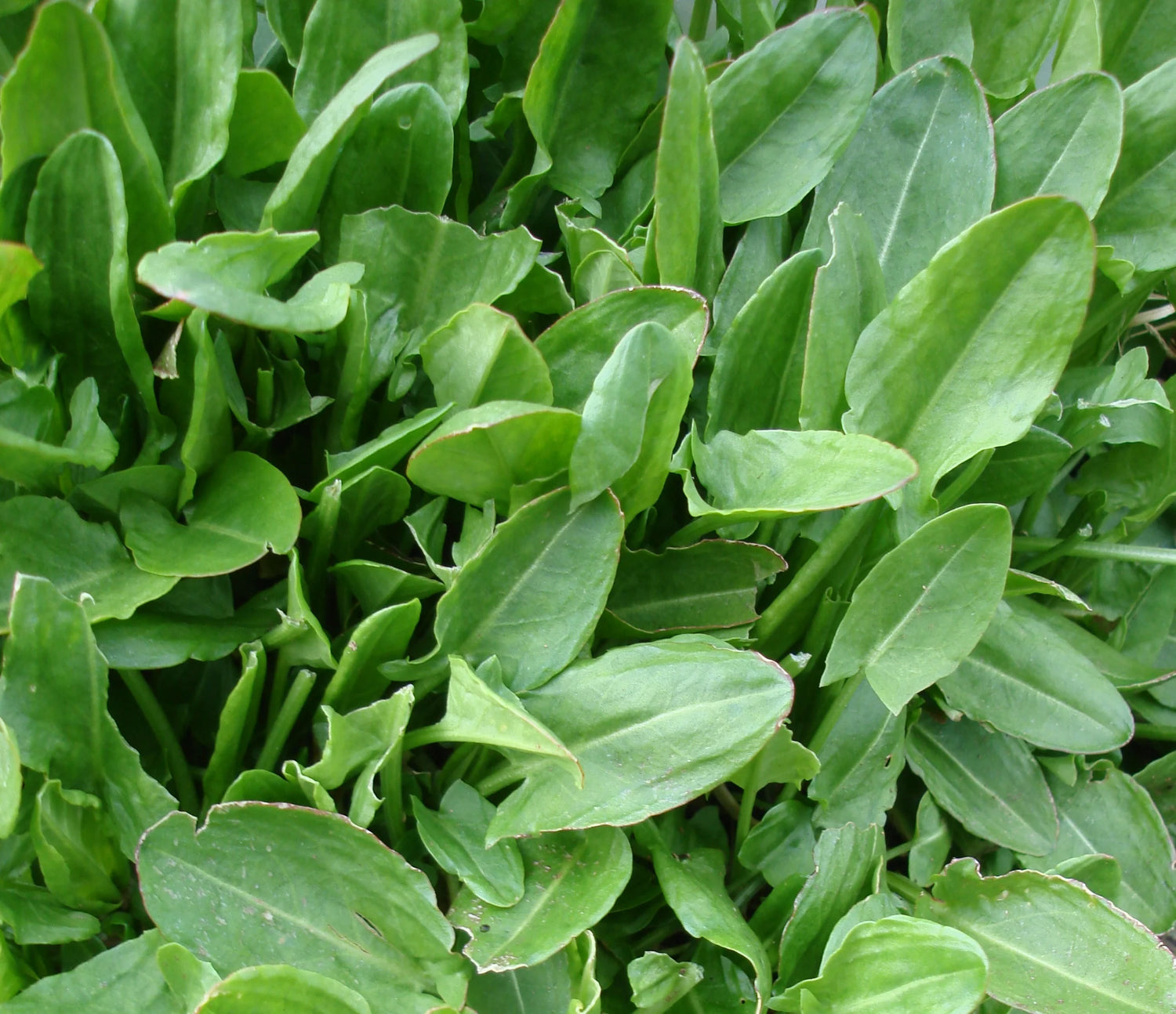 Sorrel herb seeds producing nutrient-rich lemon-flavored leafy greens