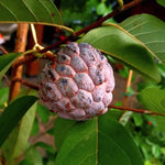 Soursop plant growing from seeds tropical gardening