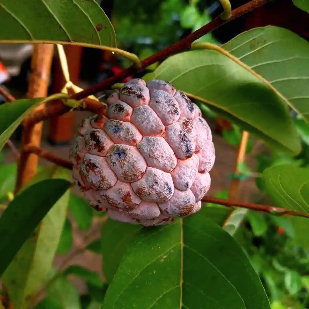 Soursop plant growing from seeds tropical gardening