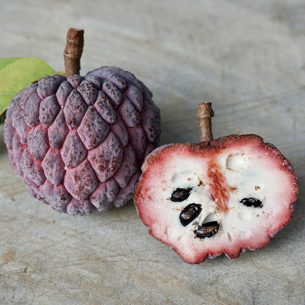 Soursop seedling care and planting guide