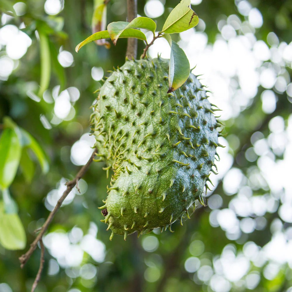 Soursop seeds brown color variety for planting non GMO heirloom tropical seeds