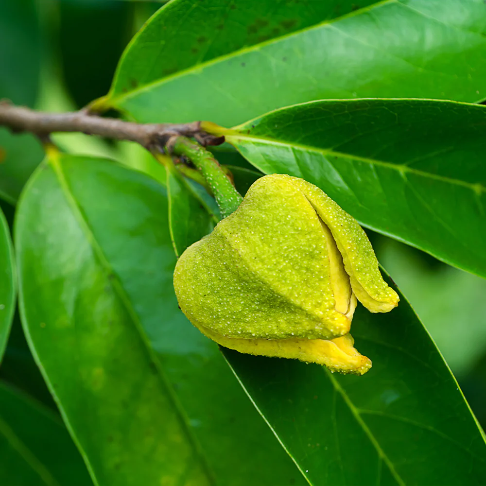 Soursop seeds for planting in home garden high germination tropical seeds