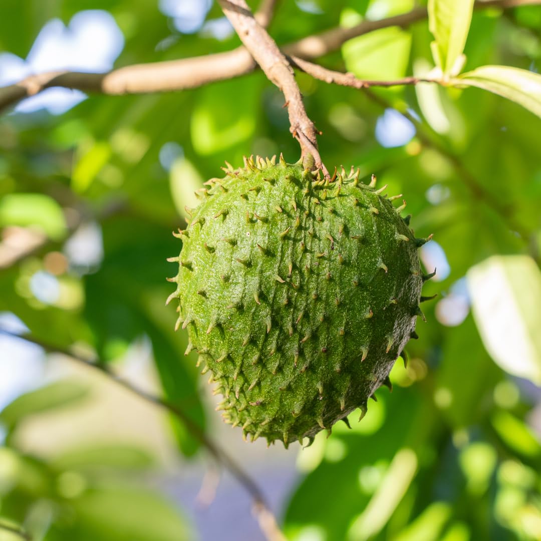 Soursop seeds fresh green heirloom variety for planting