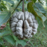 Soursop seeds grey variety for planting, non-GMO heirloom tropical seeds