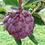 Soursop seeds pink variety for planting tropical garden