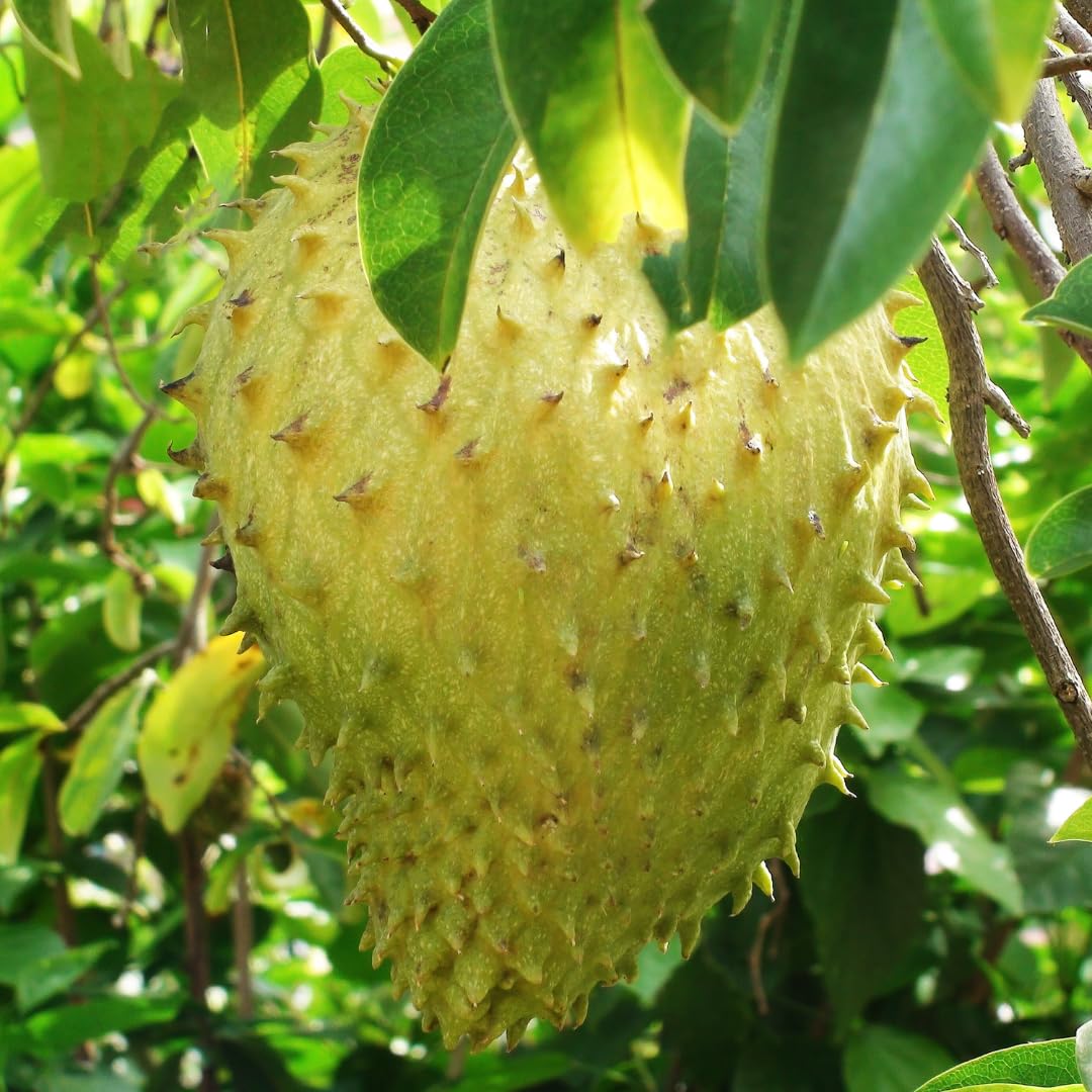 Soursop seeds Yellow Green Variety for home garden planting non GMO