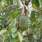 Soursop tree growing from seeds for home garden planting