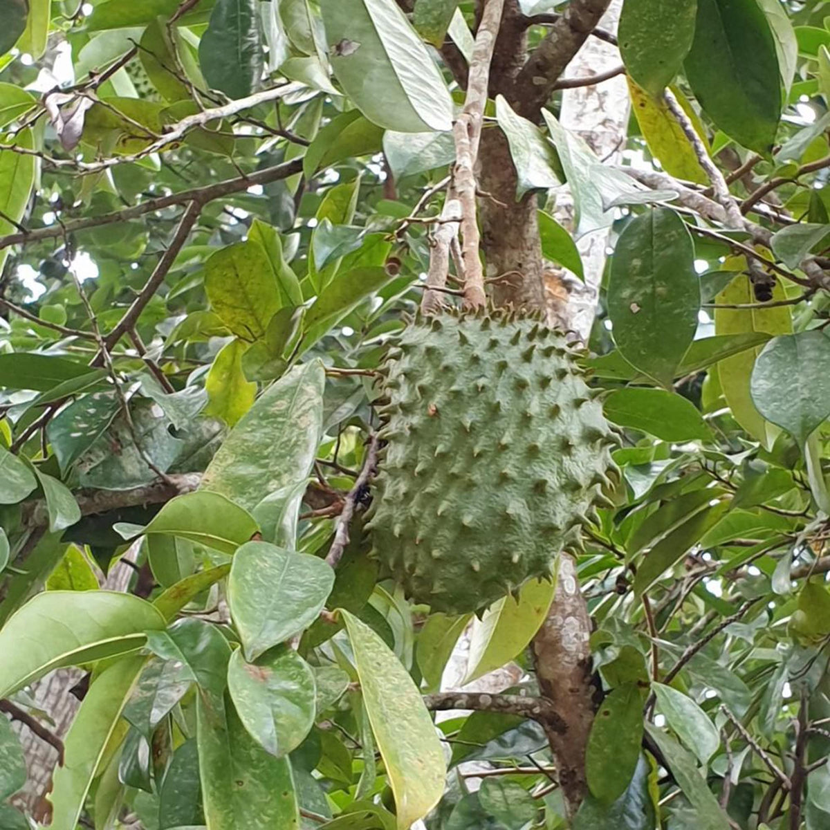 Soursop tree growing from seeds for home garden planting