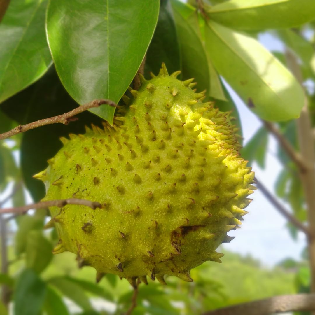 Soursop tree seeds for home gardening and cultivation