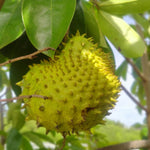 Soursop tree seeds for home gardening and cultivation
