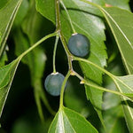 Southern hackberry seeds non GMO for backyard garden