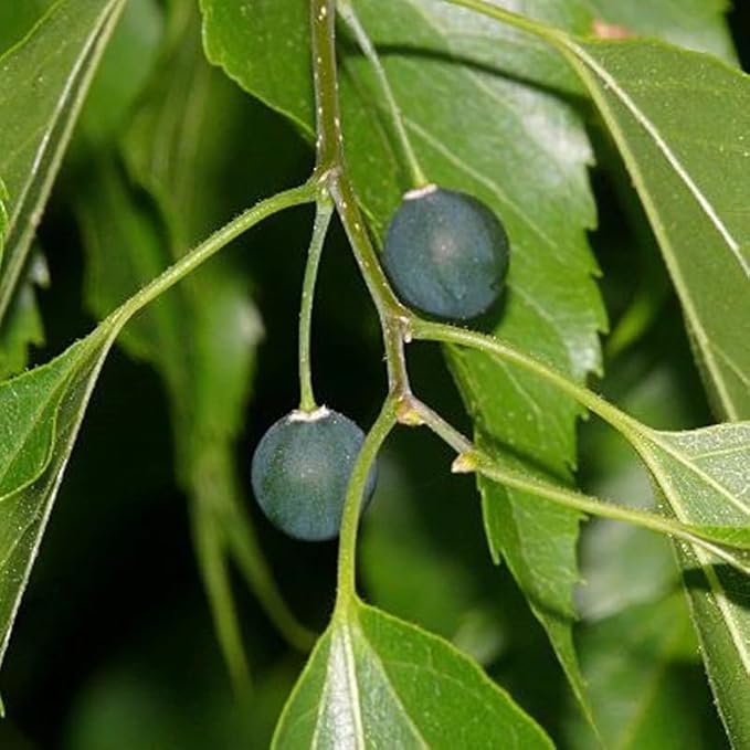 Southern hackberry seeds non GMO for backyard garden