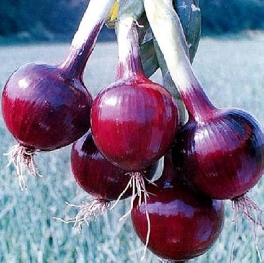 Southport Red Globe Onion Seeds – Heirloom Variety with Deep Red Bulbs - Dharaseeds