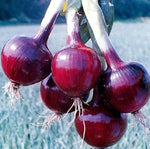 Southport Red Globe Onion Seeds – Heirloom Variety with Deep Red Bulbs - Dharaseeds