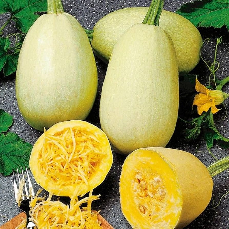 Spaghetti Squash seeds – 2018 heirloom non - GMO vegetable variety - Dharaseeds
