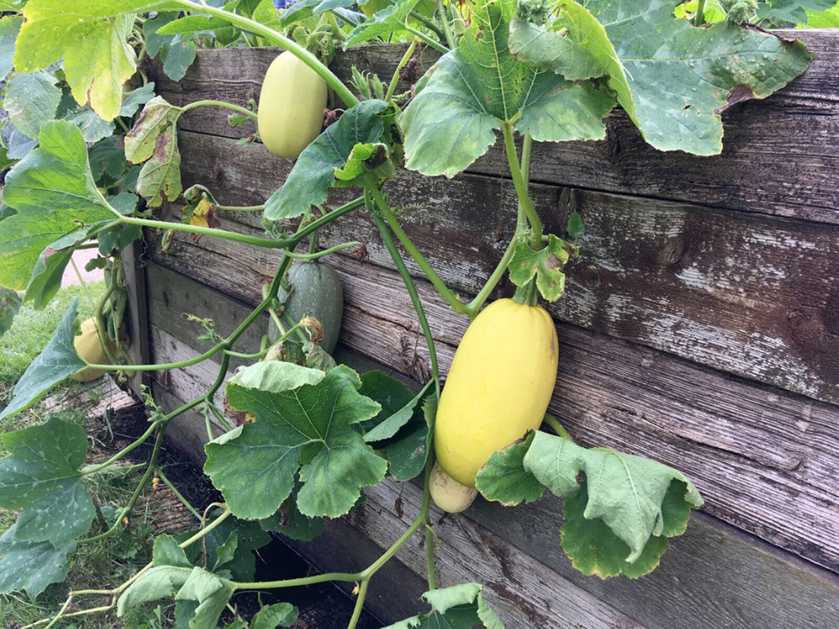 Spaghetti Squash seeds – 2018 heirloom non - GMO vegetable variety - Dharaseeds
