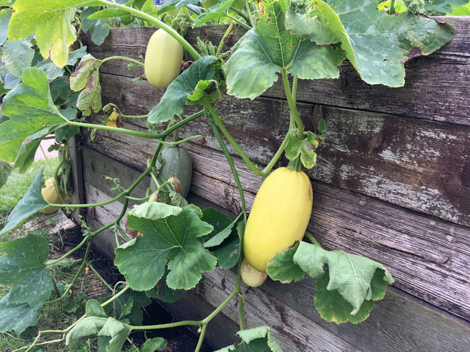 Spaghetti Squash seeds – 2018 heirloom non - GMO vegetable variety - Dharaseeds