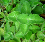 How to Grow Spanish Thyme – Plectranthus amboinicus from Seeds