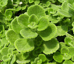 Spanish Thyme Herb Leaves – Aromatic Cuban Oregano Plant