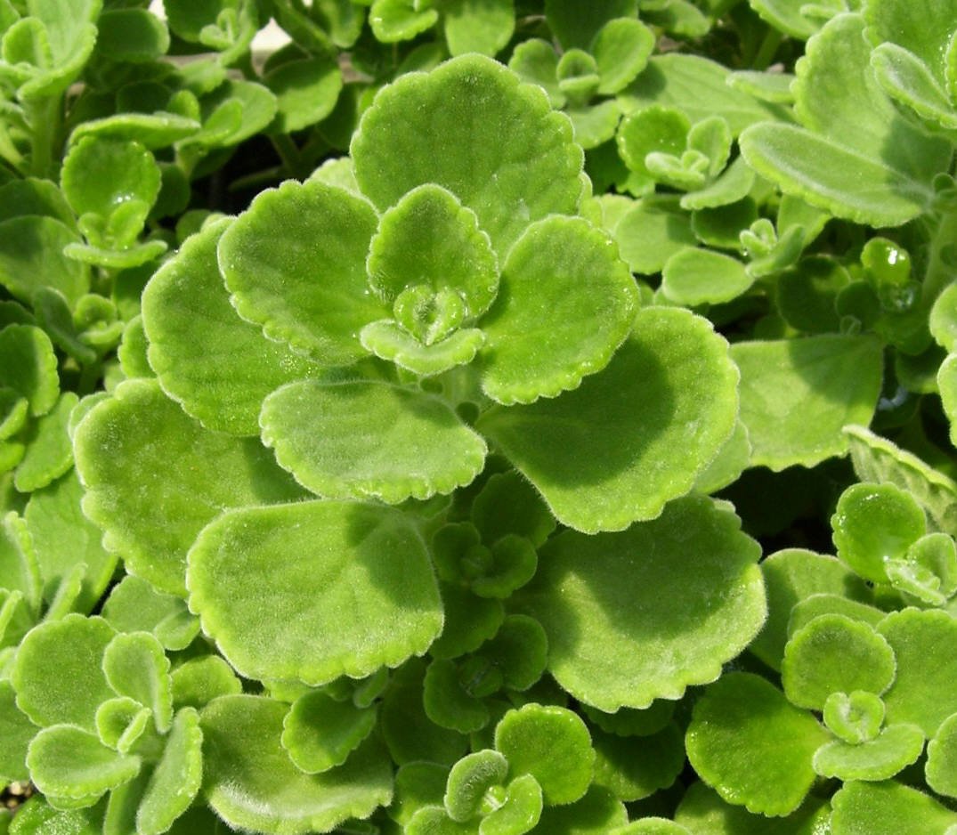 Spanish Thyme Herb Leaves – Aromatic Cuban Oregano Plant