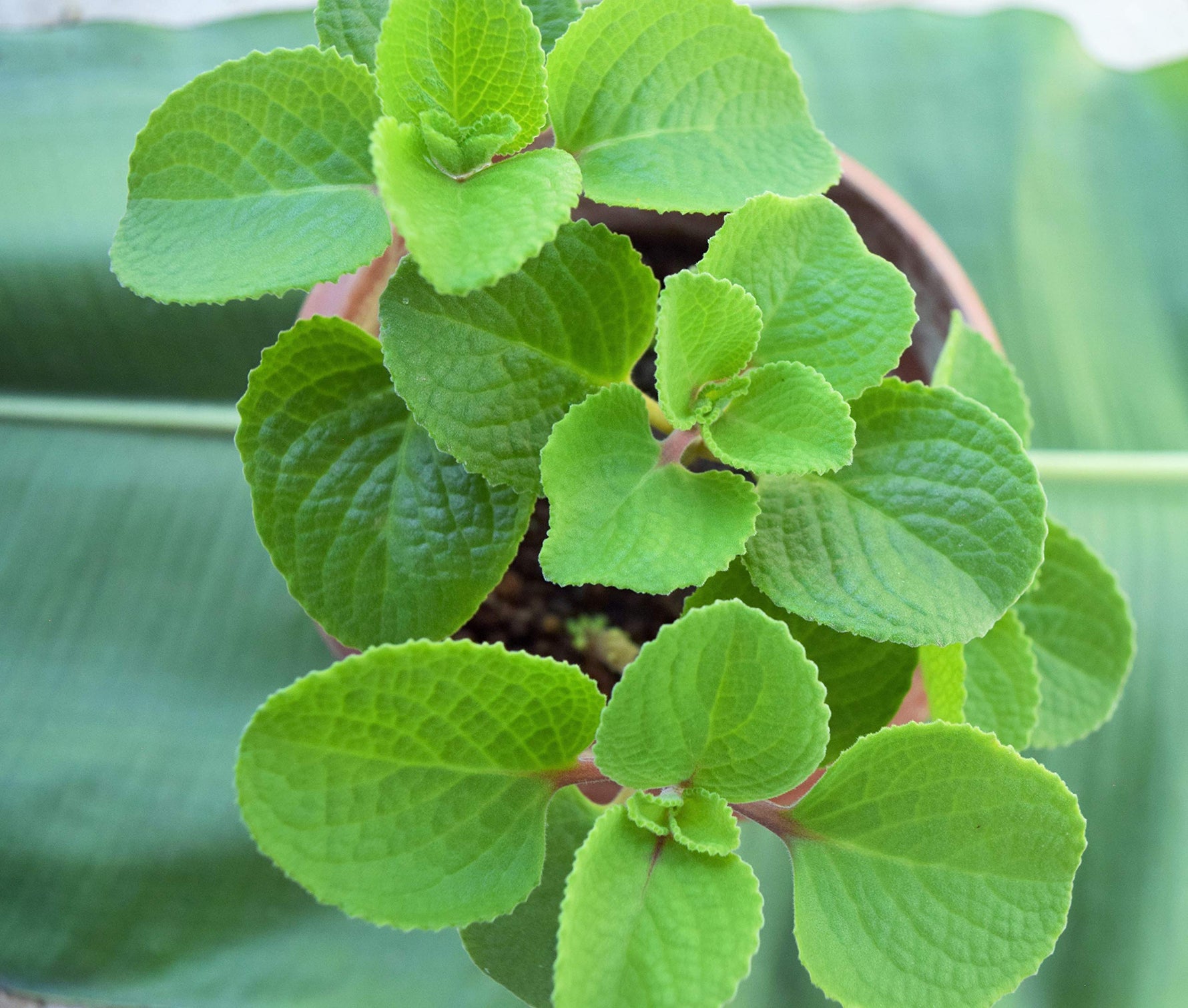 Spanish Thyme Seedlings – Plectranthus amboinicus Germination