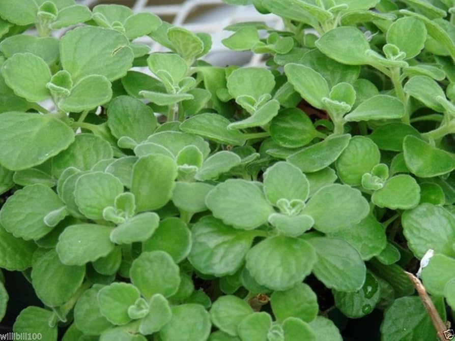 Spanish Thyme Seeds for Planting – Plectranthus amboinicus Herb