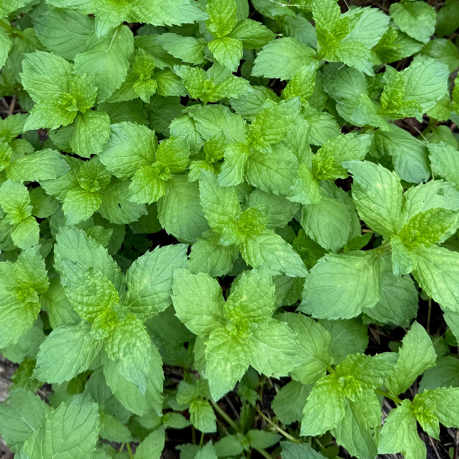 Sea Green Mint Seeds – Minty Freshness for Tea-Heirloom & Non-GMO Seeds for planting – Fresh Herb for Your Garden