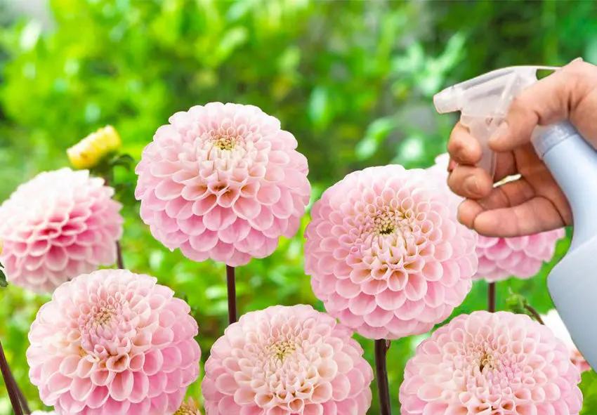 Pink Pompon Dahlia Flower Seeds for Planting - Heirloom Non-GMO Seeds,Beautiful Blooms Dhara Seeds