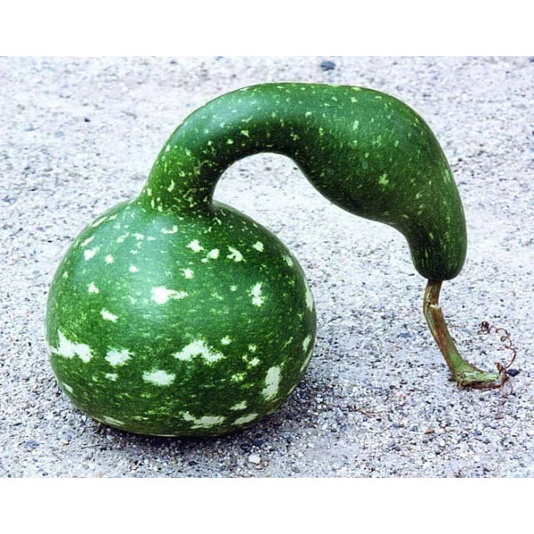 Speckled Swan Gourd Seeds | Long-Neck Green-White Decorative Gourds – Heirloom, Non-GMO, High Germination Organic Garden Seeds