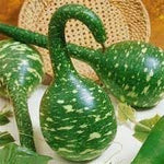 Speckled Swan Vegetable Seeds for Planting - 100 Pcs pcs - Dharaseeds