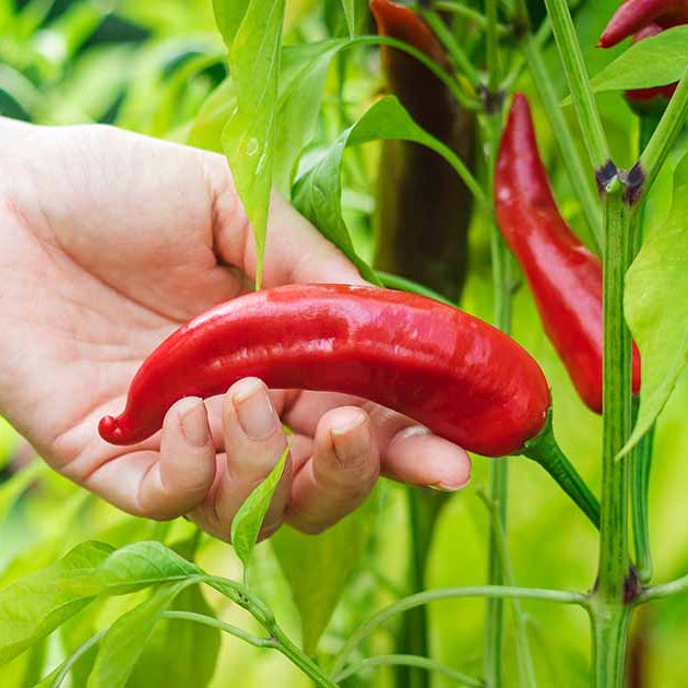 Spicy achar hot pepper seeds for planting high yield pepper seeds