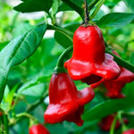 Spicy Aji Magyar Pepper Seeds for home garden