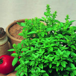 Spicy Globe Basil Seeds – Compact Basil with Bold Flavor for Containers & Edging - Dharaseeds