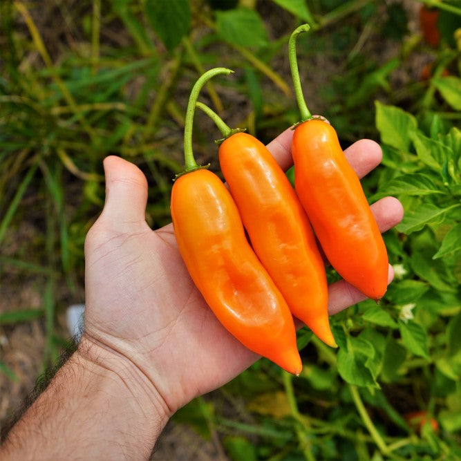 Spicy yellow pepper seeds for gardens and outdoor growing