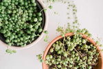 Spider plant seeds suitable for hanging baskets and home garden use